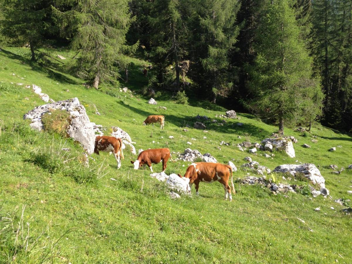 Casa Al Moro Διαμέρισμα Rocca Pietore Εξωτερικό φωτογραφία